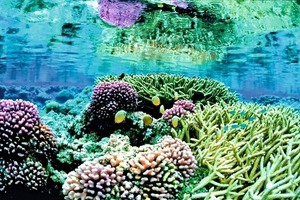 2 Corals based on polymorphous calcium carbonate