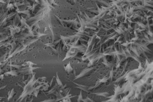 C3S-Partikel in an early stage of the reaction. On the surface, etch pits (diameter about 20 nm) and first C-S-H phases are visible