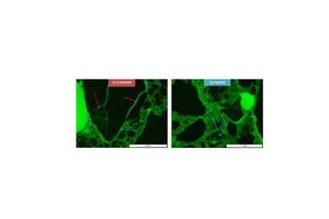 8 Optical microscope images under UV-light of concrete specimens: left: untreated blank sample  right: treated with silane/siloxane emulsion infiltrated by fluorescent resin. The specimens shown contain graywacke aggregates and were cyclically exposed to a 3% NaCl solution. Blue arrows denote cracks through hardened cement paste. Red arrows denote cracks through coarse aggregates