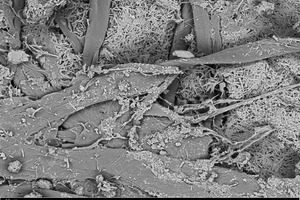 3 SEM image of the contact zone gypsum-cardboard