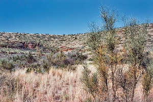 5 Kuruman Mountain Bushveld – between Danielskuil and Kuruman in the Northern Cape (altitude 1680 m) [22]