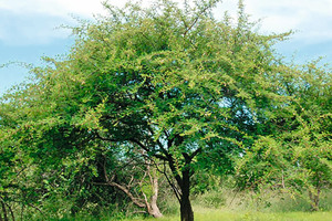 6 Sickle bush (Dichrostathys cinerea) – Waterberg, Limpopo Province [28]